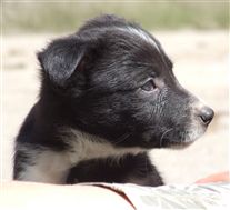 Click for large image