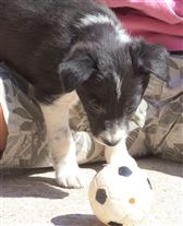 Click for large image