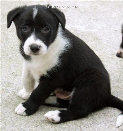 Click for large image