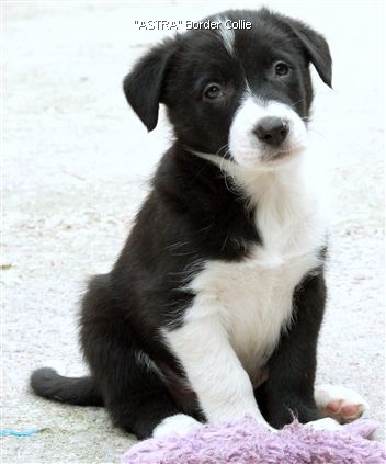 Click for large image