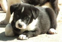 Click for large image