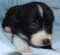 Click for large image