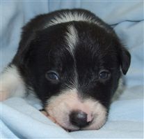 Click for large image