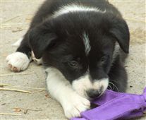 Click for large image