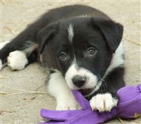 Click for large image