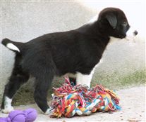 Click for large image