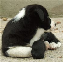 Click for large image