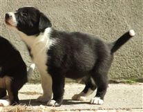 Click for large image