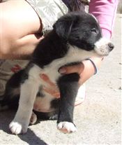 Click for large image