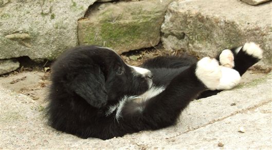 Click for large image