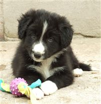 Click for large image