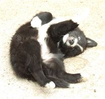 Click for large image