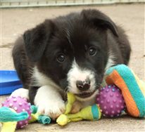 Click for large image