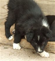 Click for large image