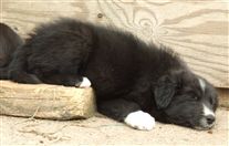 Click for large image