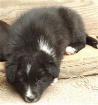 Click for large image