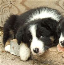 Click for large image