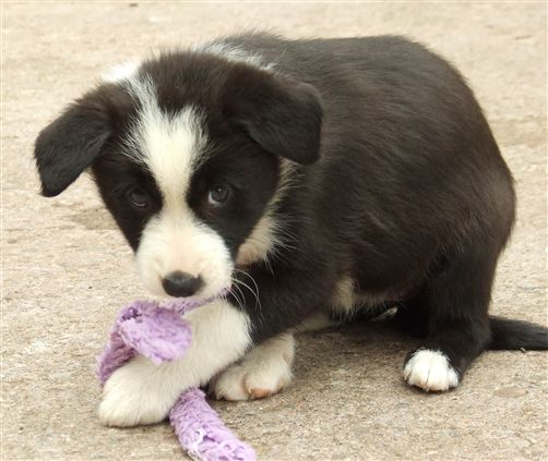 Click for large image