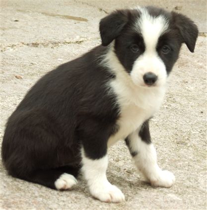 Click for large image