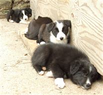 Click for large image