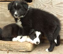 Click for large image