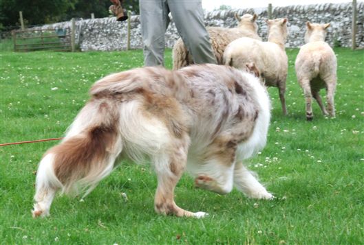 Click for large image