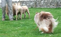 Click for large image