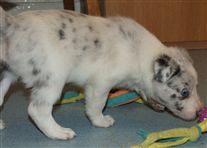 Click for large image