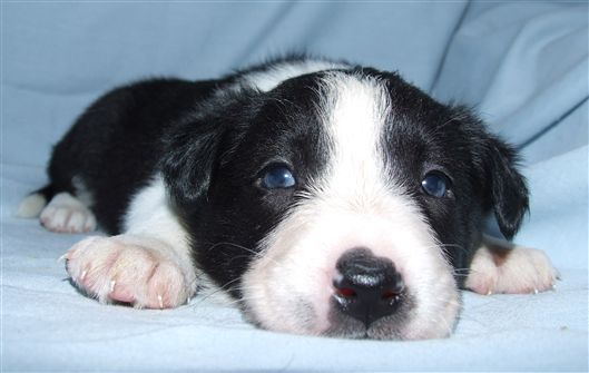 Click for large image