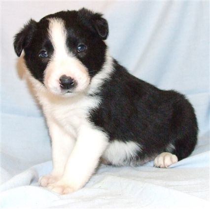 Click for large image