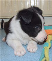 Click for large image