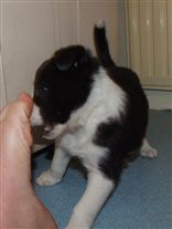 Click for large image