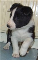 Click for large image