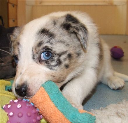 Click for large image