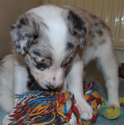 Click for large image