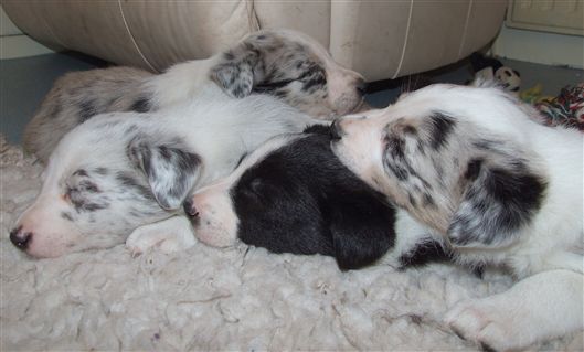 Click for large image