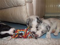 Click for large image