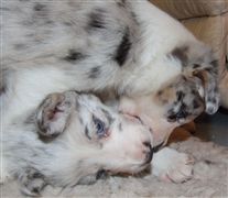 Click for large image