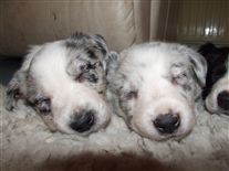 Click for large image