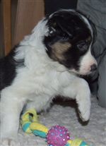 Click for large image