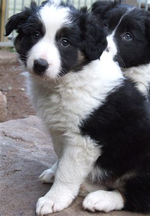 Click for large image