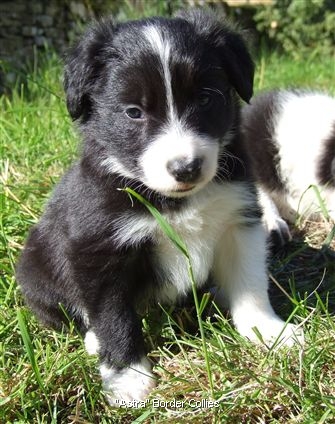 Click for large image