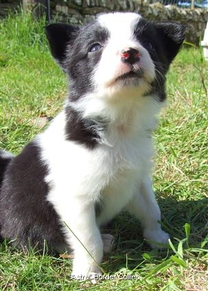 Click for large image