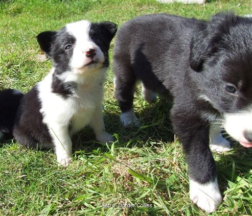 Click for large image