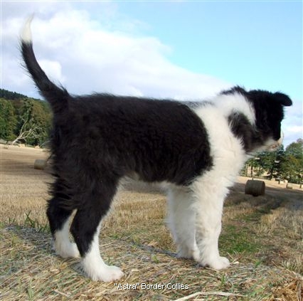 Click for large image