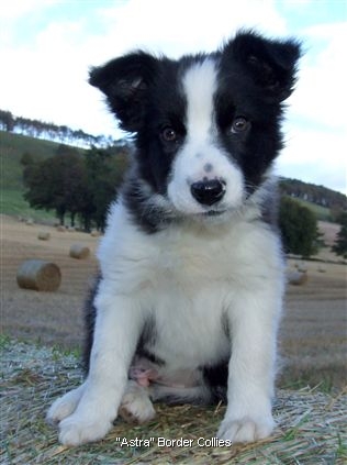 Click for large image