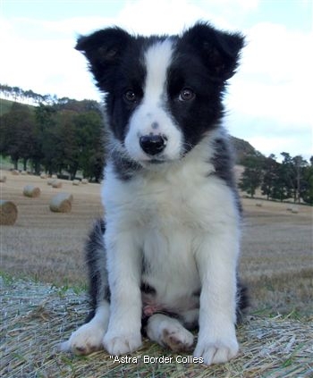 Click for large image