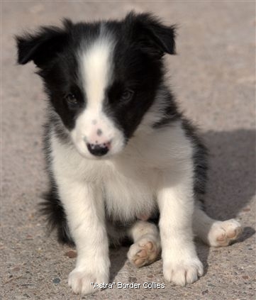 Click for large image