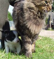 Click for large image