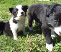 Click for large image